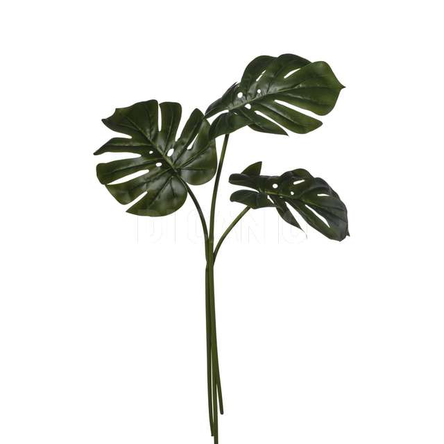 Bundle monstera x 3 cm.40x40x60 green - Principale