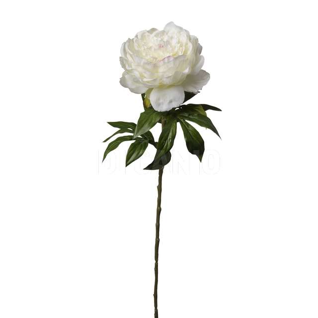 Peonia singola cm 60 colore cream - Principale