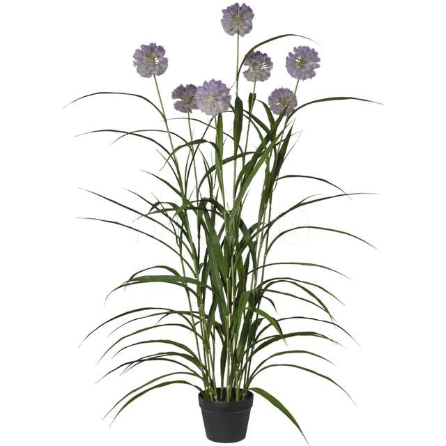 Pianta agapanthus x 7 cm152 in vaso - Principale