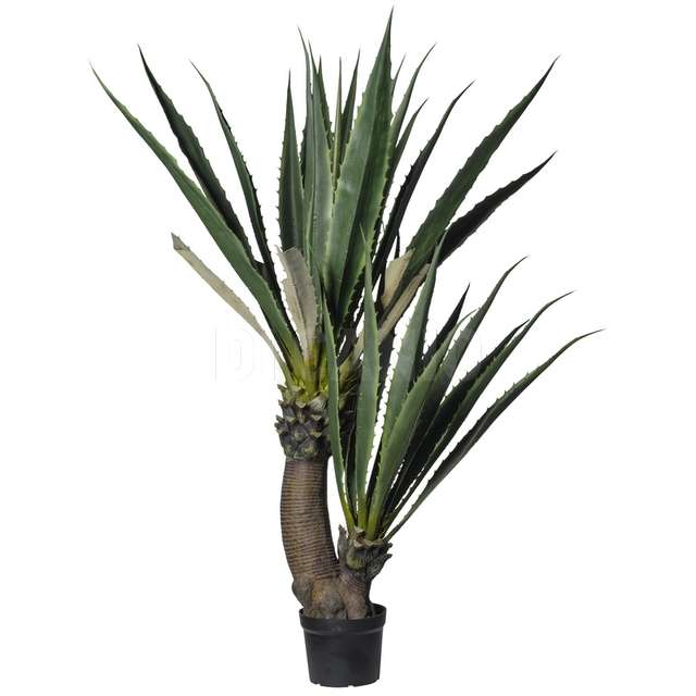 Pianta agave x 2 h.180 cm c/31 foglie - Principale