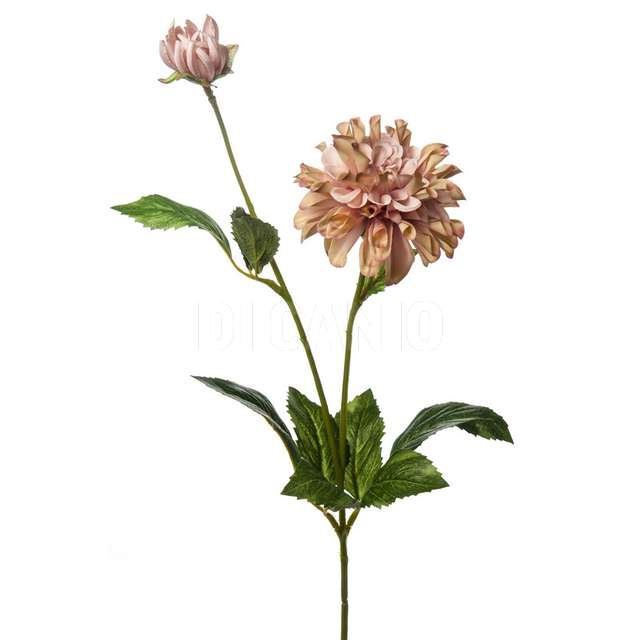 Tralcio dalia pink arp - Principale