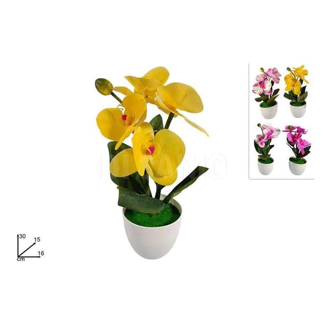 Pianta orchidea 4 colori - Principale