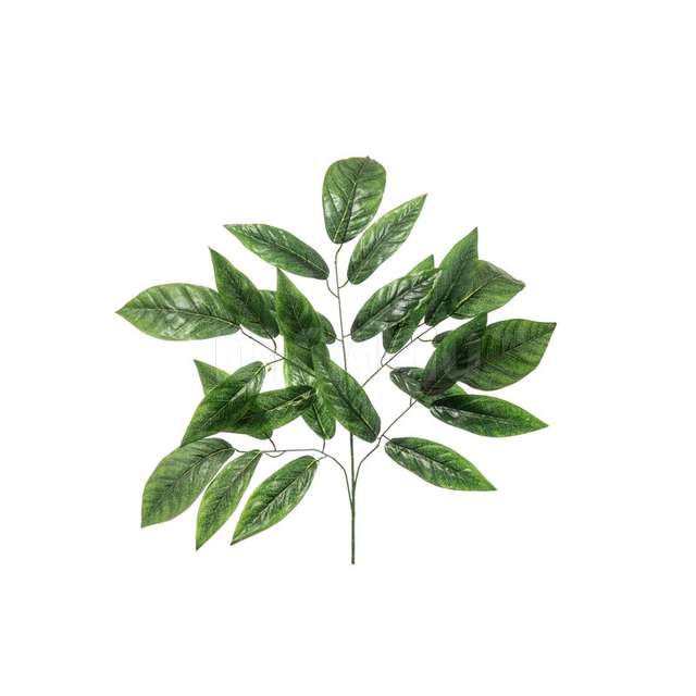 Foglia lemon x 25 - Principale