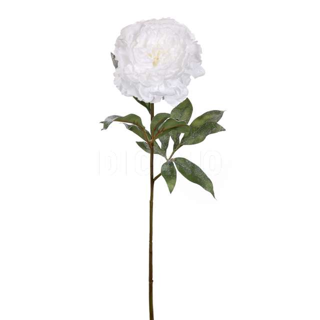 Peonia innevata white - Principale