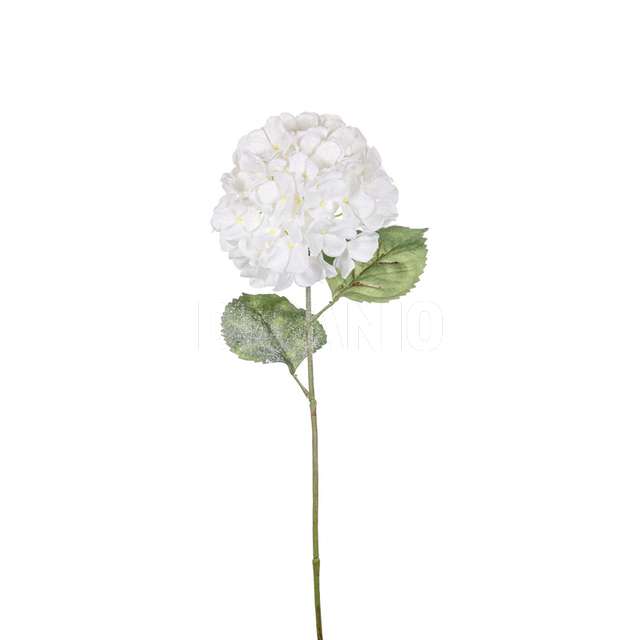 Ortensia innevata white - Principale