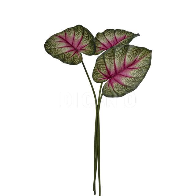 Bundle alocasia x 3 cm.60 red green-yellow - Principale