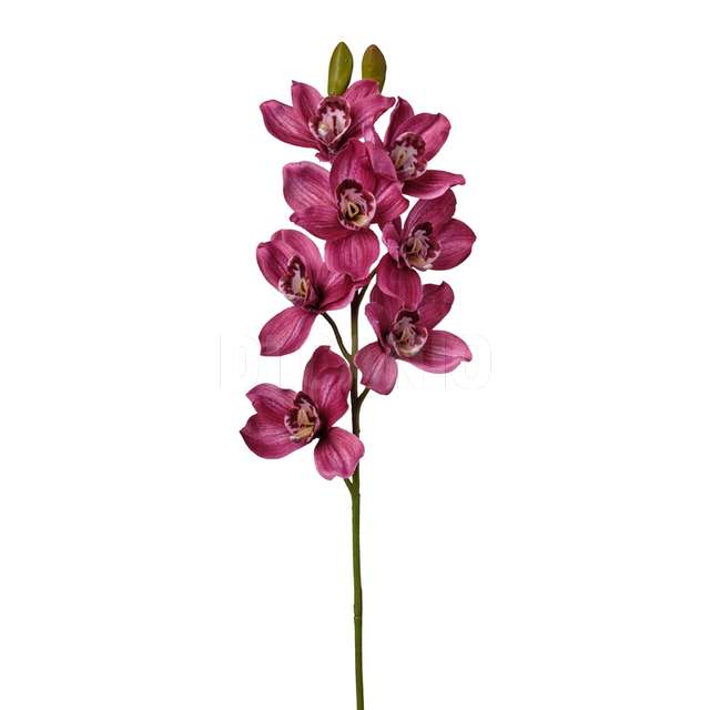 Ramo cymbidium cm.74 beauty - Principale