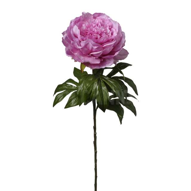 Peonia singola cm 60 colore beauty - Principale