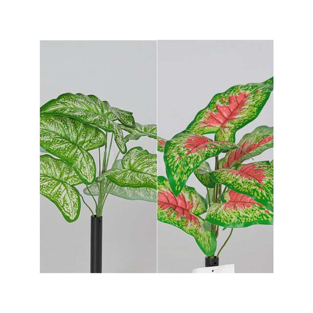 Mazzo foglia caladium x 9 cm 35 colore 2 ass - Principale