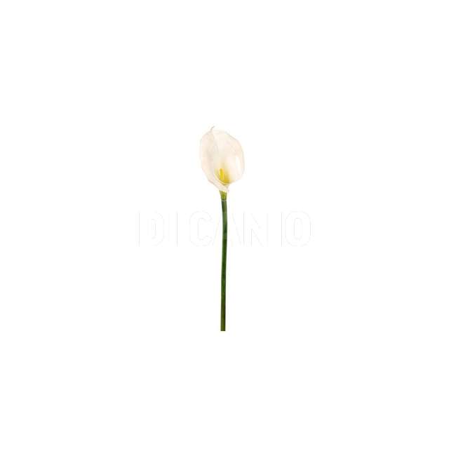 Calla piccola natural touch beauty - Principale