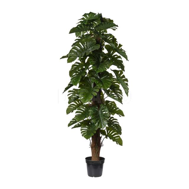 Pianta monstera con vaso cm.180 green - Principale