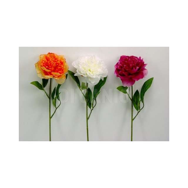 Peonia singola _ass arp.a06816- - Principale