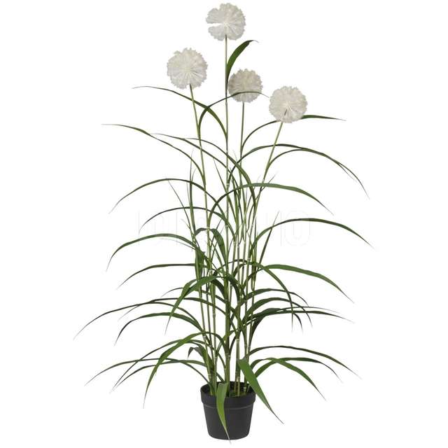 Pianta agapanthus x 4 cm117 in vaso - Principale