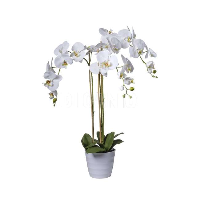 Orchidea in vaso x 3 cm.91 white - Principale