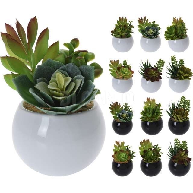 Vaso con pianta grassa 12cm 12as - Principale