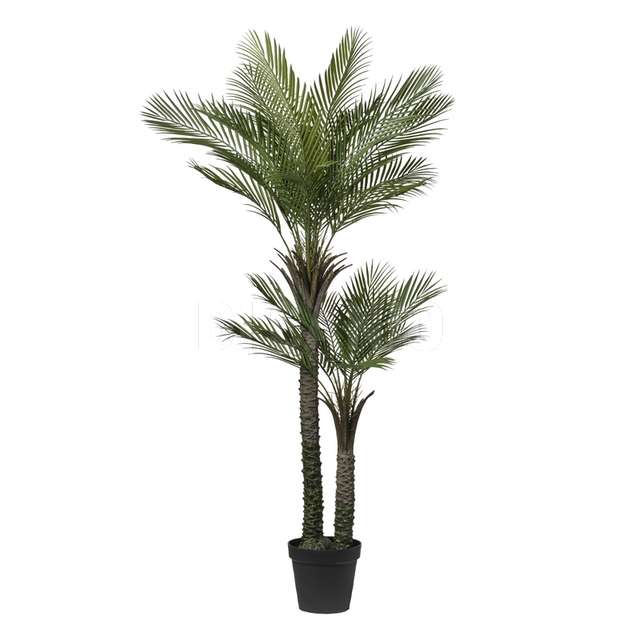 Pianta palma x2 con 27 foglie cm.190 green - Principale