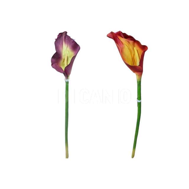 Calla grande natural touch (12_76) arp - Principale