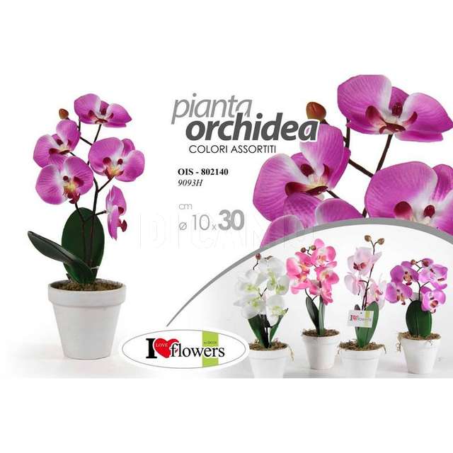Piantina orchidea assortita h.30 - Principale