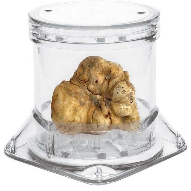 Contenitore tartufo sfuso tuberpack - Principale