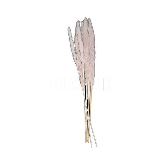Ramo canna cm.17x83 8 pezizi autumu - Principale