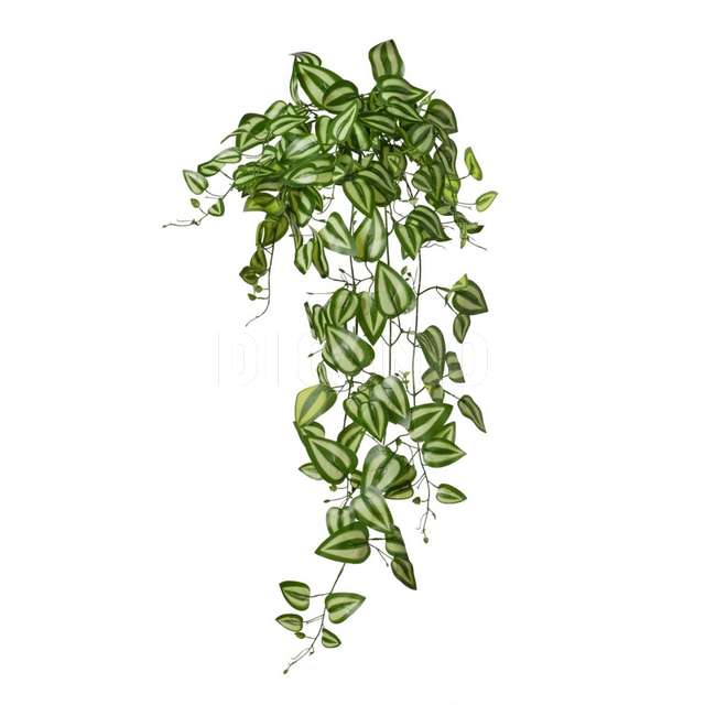 Mazzo cadenti foglie x 145 cm.100 tredescantia - Principale