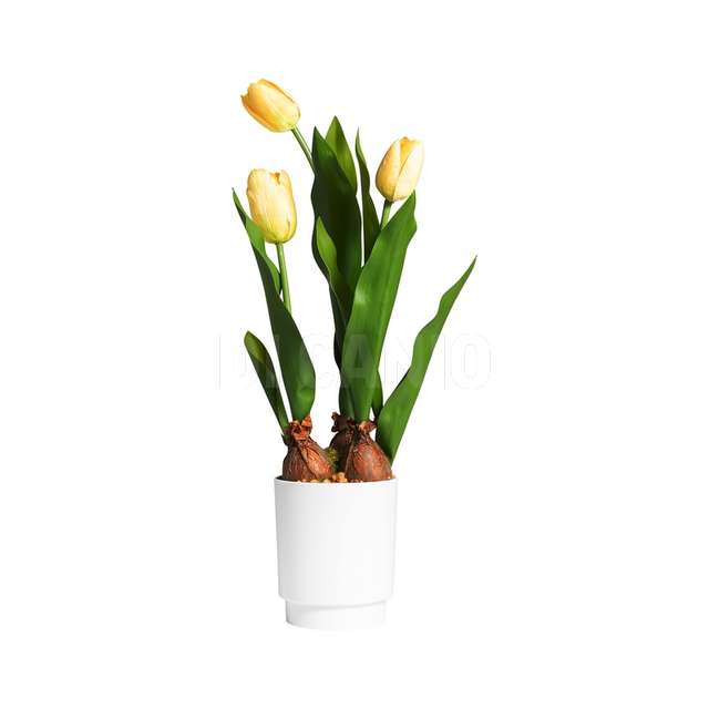 Tulipano giallo in vaso dm.9.5x9.5x45 con 3 fiori - Principale