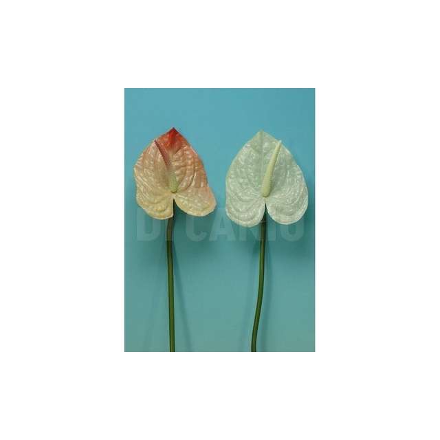 Anthurium medio _wht arp.83255 - Principale