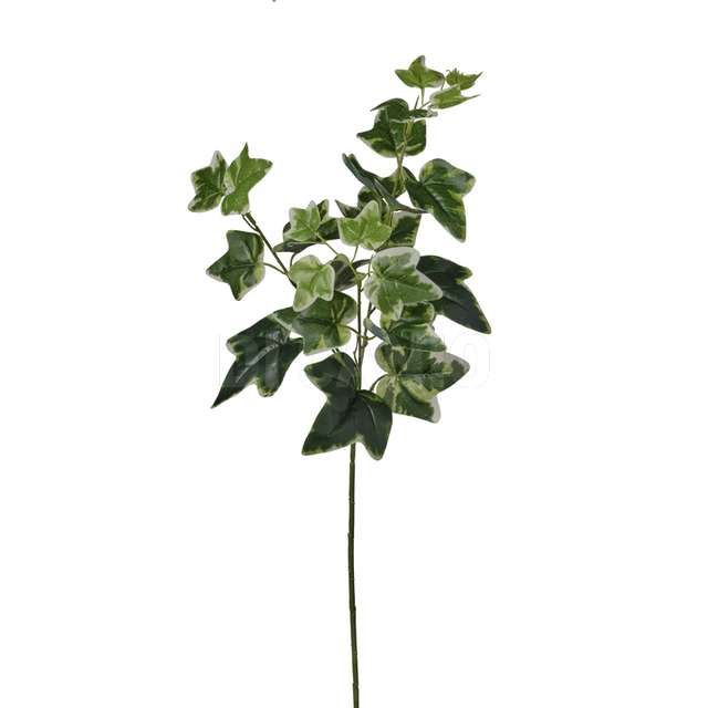 Ramo edera x 3 cm.67 white green - Principale