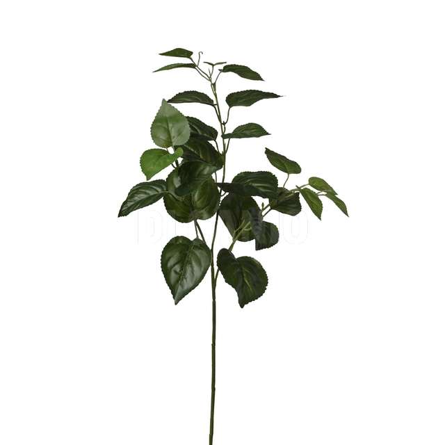 Ramo coleus x 3 cm.66 green - Principale