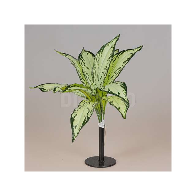 Mazzo aglaonema x 9 cm 35 colore green - Principale