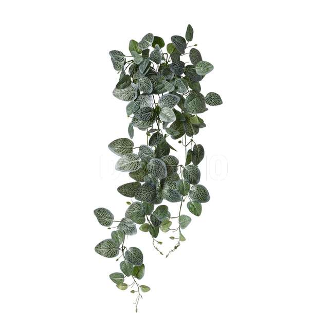 Mazzo cadente foglie colore fittonia green - Principale
