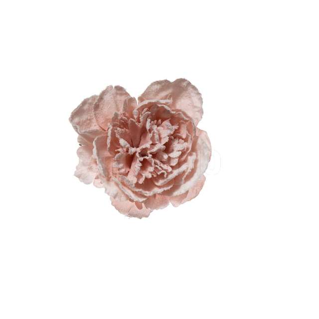 Pick peonia innevata in pvcbbox cm.23 cipria - Principale