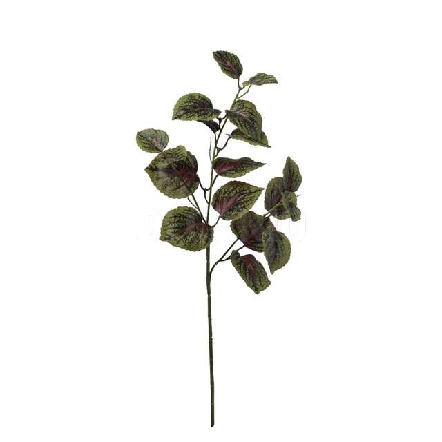 Ramo coleus x 3 cm.66 green purple - Principale