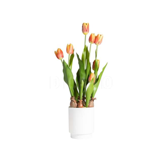 Tulipano arancione in vaso dm.12x12x53 con 7 fiori - Principale