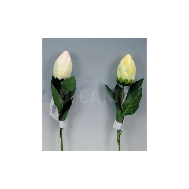 Protea singola crema arp.-a04678-8- - Principale
