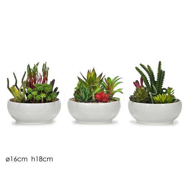 Vaso con pianta grassa dm.16xh18cm 3ass - Principale