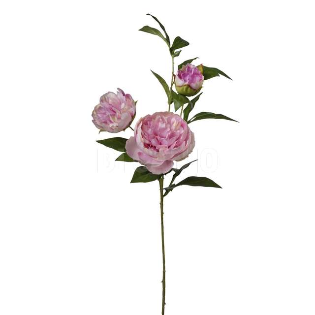 Ramo peonia x 3 cm.80 beauty - Principale