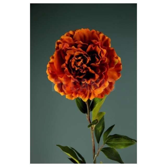 Peonia singola rus. arp - Principale