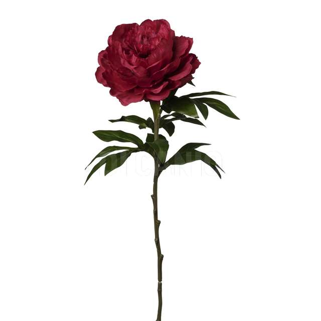 Peonia singola cm 60 colore red - Principale