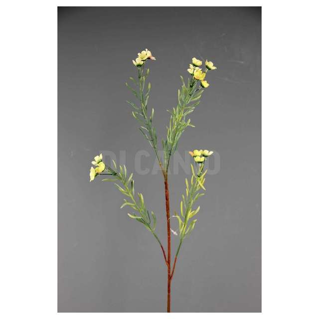 Ramo wax flower x 5 cm.62 green arp - Principale