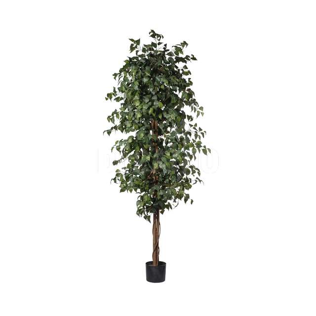 Pianta ficus cm.210 con 1512 foglie green - Principale