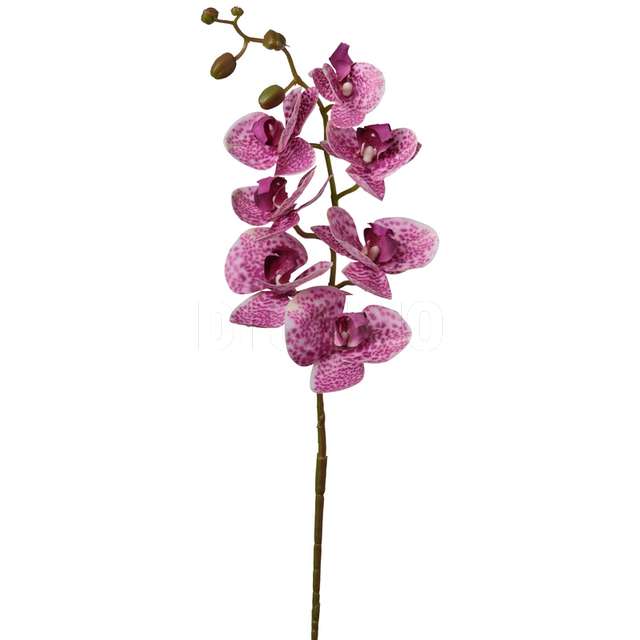 Ramo phaleonopsis x7 cm 74 - Principale