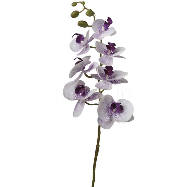 Ramo phaleonopsis x7 cm 74 - Principale