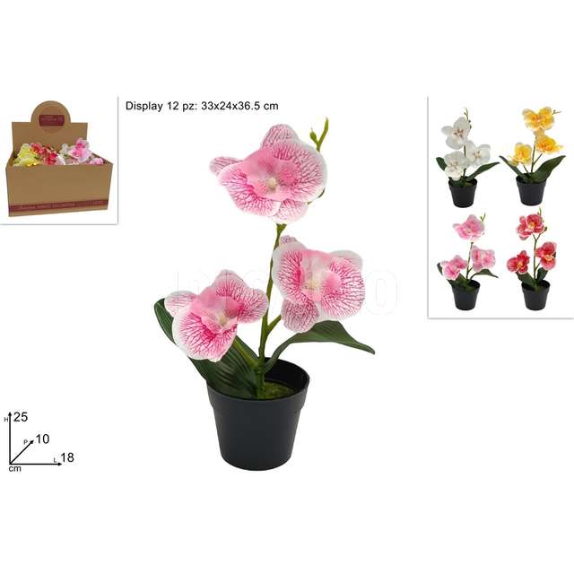 Piantina orchidea 4 colori - Principale